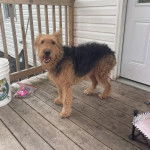 Un Airedoodle sur un plancher et ayant la gueule légèrement ouverte 