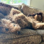 Un Airedoodle allongé sur le dos sur un canapé 