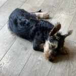 Un Airedoodle allongé sur un plancher et semblant dormir