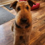 Un Airedoodle assis sur un plancher et portant un collier autour du cou