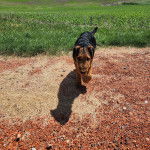 Un Airedoodle marchant sur un terrain herbeux 
