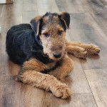 Un Airedoodle allongé sur un sol carrelé et semblant détendu