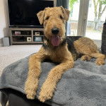 Un Airedoodle regardant vers la caméra et tirant la langue 