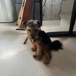 Un Airedoodle assis sur un sol carrelé et portant un collier autour du cou