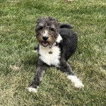 Un Airedoodle allongé sur un terrain herbeux et portant un collier au cou 