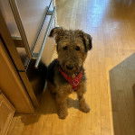 Un Airedoodle assis sur un plancher et portant un harnais 