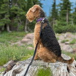 Un Airedoodle assis sur un tronc d'arbre et qui est tenu en laisse 