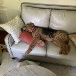 Un Airedoodle allongé sur un canapé et portant un collier autour du cou 