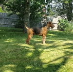 Profil d'un Airedoodle portant un collier autour du cou