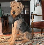 Un Airedoodle assis sur un tapis et portant un harnais 