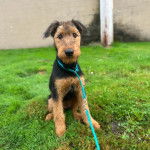 Un Airedoodle assis sur un terrain herbeux et qui est tenu en laisse 