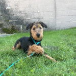 Un Airedoodle allongé sur un terrain herbeux et qui est tenu en laisse 