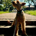 Un Airedoodle assis sur une marche d'escalier et qui est tenu en laisse 