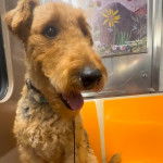 Un Airedoodle ayant la gueule legèrement ouverte et qui est tenu en laisse