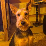 Un Airedoodle regardant vers la caméra et portant un collier autour du cou