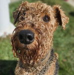 Un Airedoodle sur un terrain herbeux et portant un collier autour du cou 