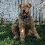 Un Airedoodle assis sur un terrain herbeux et portant un collier autour du cou