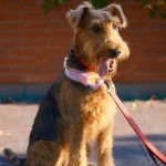 Un Airedoodle ayant la langue pendante et qui est tenu en laisse 