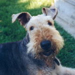 Un Airedoodle allongé sur un terrain herbeux et portant un collier autour du cou