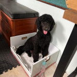 Un Airedoodle assis et tirant la langue 