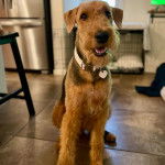 Un Airedoodle assis sur une surfacr=e bétonnée et portant un collier autour du cou