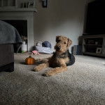 Un Airedoodle allongé sur une moquette et regardant vers la caméra 