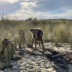 Un Airedoodle sur une surface sableuse et portant un collier autour du cou