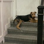 Un Airedoodle allongé devant une porte et portant un collier autour du cou