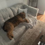 Un Airedoodle allongé sur un canapé et semblant dormir 