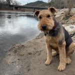 Un Airedoodle assis sur une surface sableuse et portant un collier autour du cou