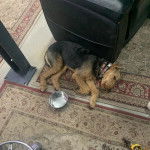 Un Airedoodle allongé sur un tapis et semblant dormir 