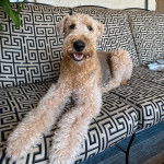 Un Airedoodle allongé sur un canapé et ayant la gueule légèrement ouverte 