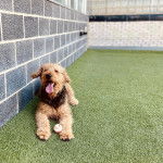 Un Airedoodle allongé sur du gazon synthétique et tirant la langue 