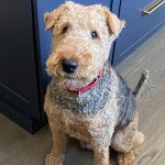 Un Airedoodle assis sur un plancher et portant un collier autour du cou