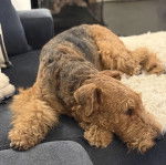 Un Airedoodle allongé sur un canapé et semblant détendu 