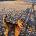 Un Airedoodle sur une surface sableuse et portant un collier autour du cou