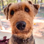 Un Airedoodle portant un collier autour du cou