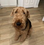 Un Airedoodle assis sur un sol carrelé et regardant la caméra 