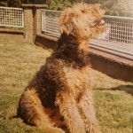 Un Airedoodle assis sur un terrain herbeux 