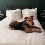 Un Airedoodle allongé sur un lit et portant un collier autour du cou