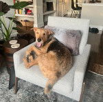 Un Airedoodle allongé sur un fauteuil et ayant la gueule ouverte 