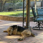 Un Airedoodle allongé sur un sol pavé et semblant dormir