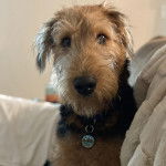 Un Airedoodle sur un canapé et portant un collier autour du cou