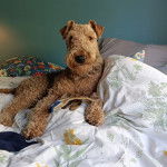 Un Airedoodle allongé sur un lit et regardant vers la caméra