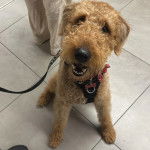 Un Airedoodle assis sur un sol carrelé et qui est tenu en laisse 