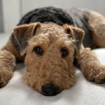 Un Airedoodle allongé sur un lit et regardant vers la caméra 