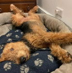 Un Airedoodle allongé dans un panier et semblant détendu