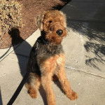 Un Airedoodle assis sur une surface bétonnée et qui est tenu en laisse 
