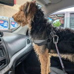 Un Airedoodle sur le siège d'une voiture et qui est tenu en laisse 