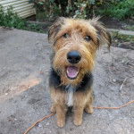 Un Airedoodle assis sur une surface sableuse et ayant la gueule ouverte 